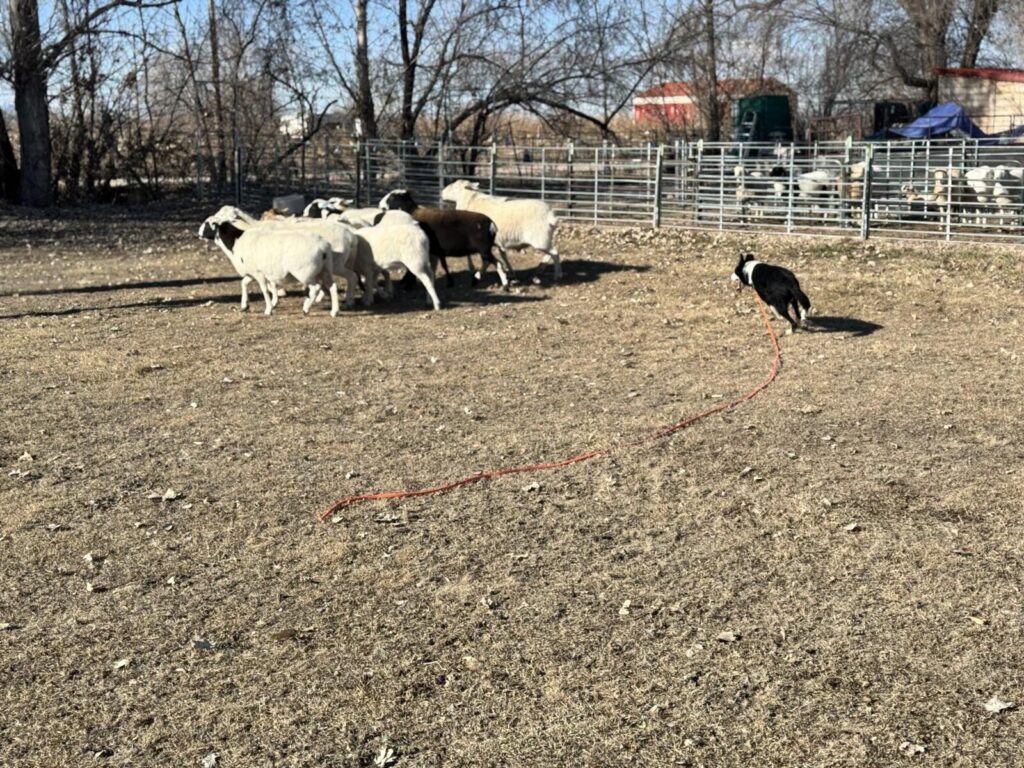 obedience-trained-sheepdogs