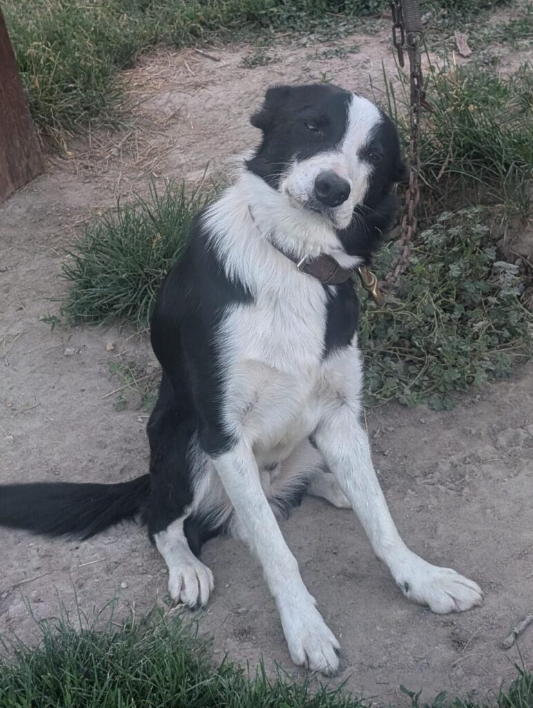 monkey-longe-dog-training