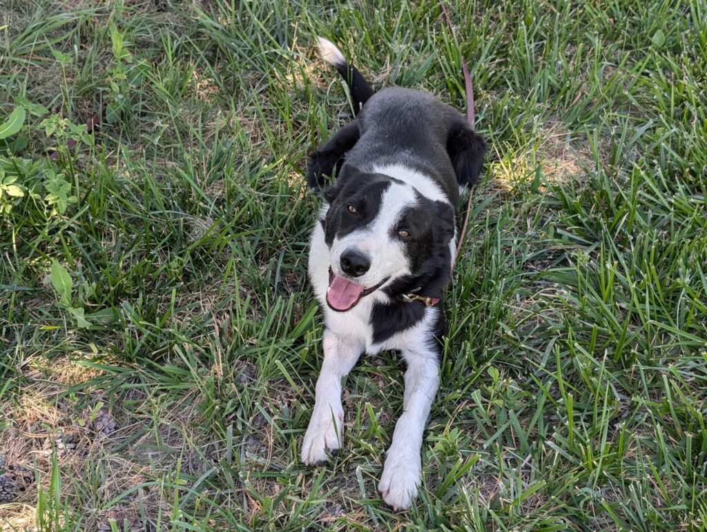 introducing checks and corrections