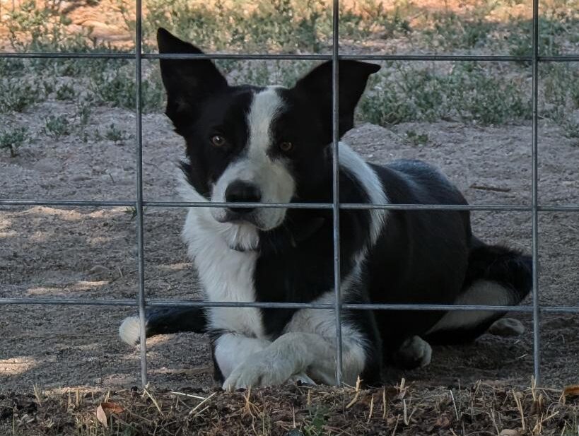 Distance, Duration, and Distraction in Dog Training