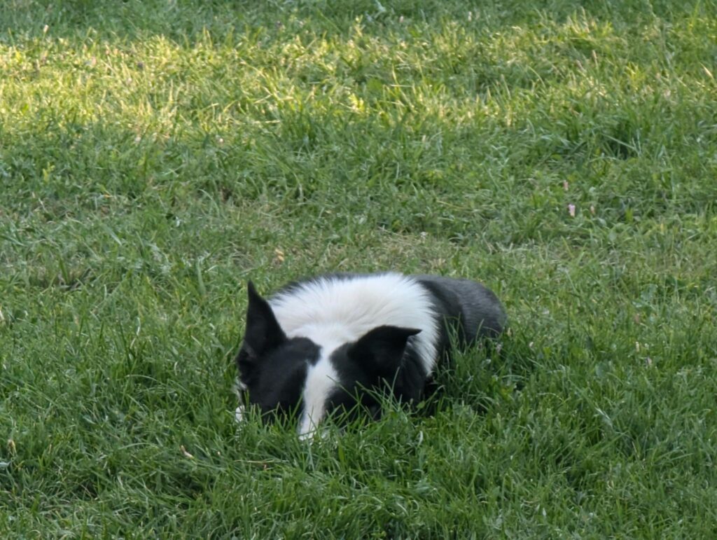 introducing heel and sit with the delmar smith wonder lead