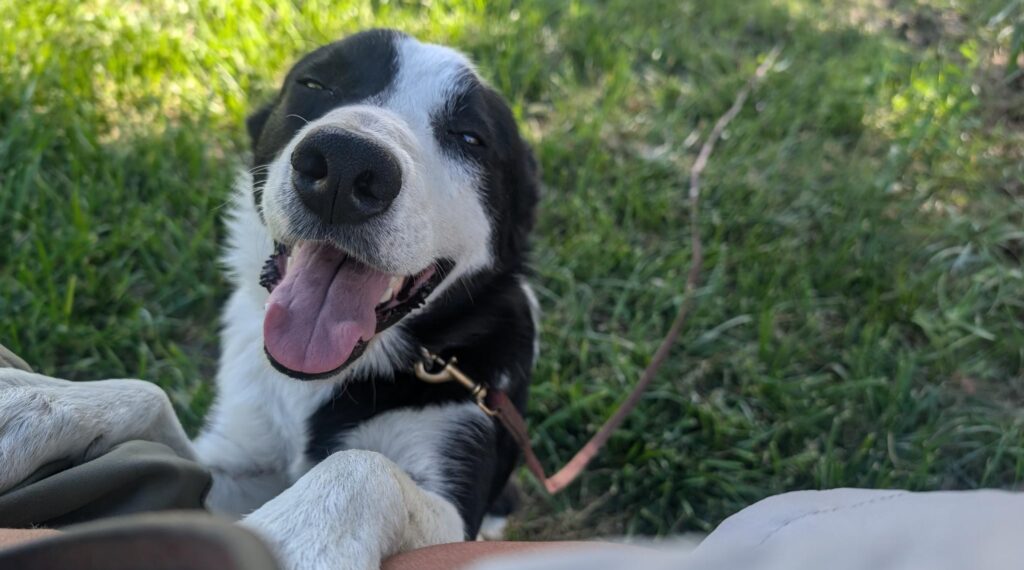 Monkey Week 1 Readiness Test